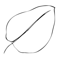 Leaf vector illustration in line stroke design