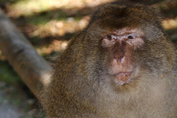 Berberaffe / Barbary macaque / Macaca sylvanus