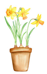 Watercolor hand drawn bright daffodils, spring flowers in pot,  isolated illustration on white background. 