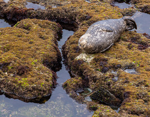 Seals relax on the barnacle covered rocks in a cove in the Pacific Ocean in California