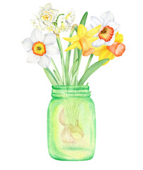 Watercolor spring flowers, daffodils bouquet illustration on white background.