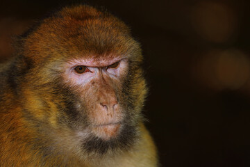 Berberaffe / Barbary macaque / Macaca sylvanus