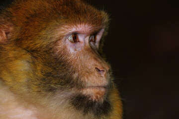 Obraz premium Berberaffe / Barbary macaque / Macaca sylvanus