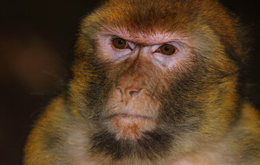 Berberaffe / Barbary macaque / Macaca sylvanus