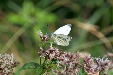 butterfly on a flower