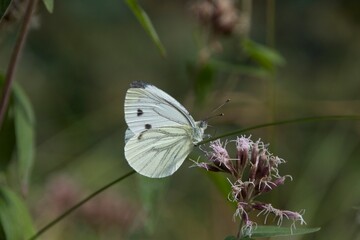 butterfly on a flower
