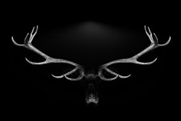 Deer antlers portrait isolated black white background , abstract animal , Lion , Gorilla , Elephant...