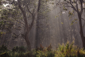 Forest Morning Mist