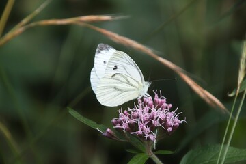 butterfly on a flower