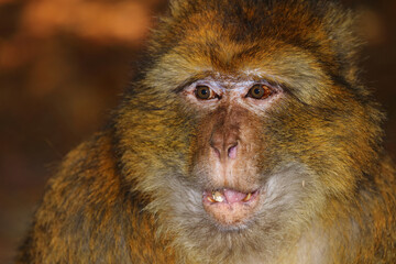 Berberaffe / Barbary macaque / Macaca sylvanus