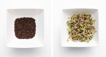 Broccoli seed sprouts Brassica oleracea in white bowl on white background, studio shot. Seeds before germination on left and after 6 days germinated on right.