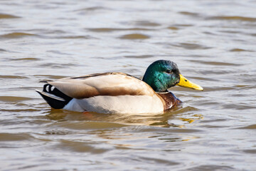 Male of mallard or wild duck (Anas platyrhynchos) swimming in a pond