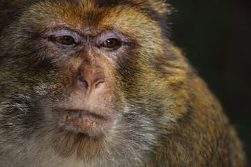 Berberaffe / Barbary macaque / Macaca sylvanus