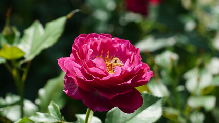 Red rose, the queen of May