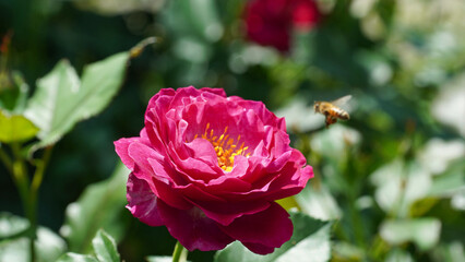 Red rose, the queen of May