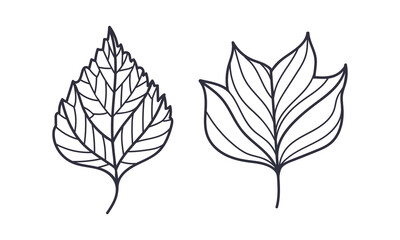 Hand Drawn Autumn Leaf Contour or Outline Vector Illustration Set