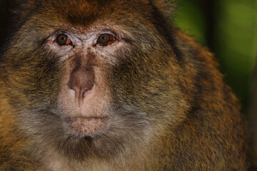 Berberaffe / Barbary macaque / Macaca sylvanus