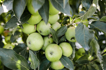 Ripe apples on a tree in a garden. Organic apples hanging from a tree branch in an apple orchard