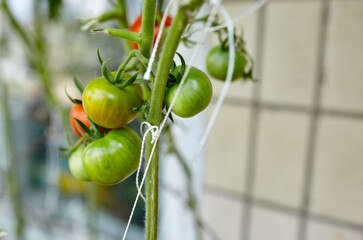 Tomato grows in a greenhouse. Growing fresh vegetables in a greenhouse
