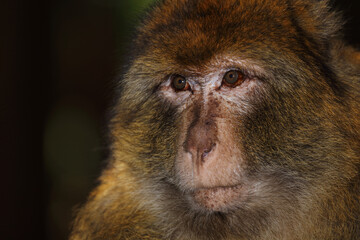 Obraz premium Berberaffe / Barbary macaque / Macaca sylvanus