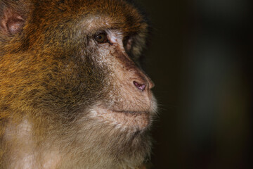 Berberaffe / Barbary macaque / Macaca sylvanus
