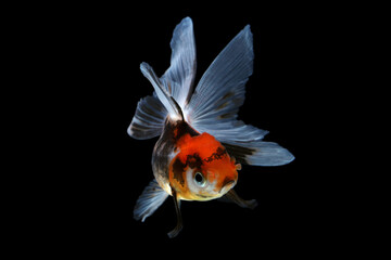 Goldfish Calico (Carassius auratus) isolated on black background.