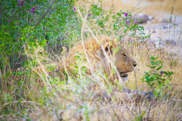 Lion resting in the thick and colorful bush on a hot and sunny afternoon in Etosha National Park