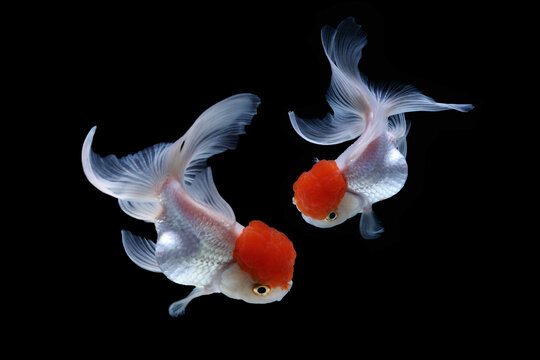A pair of Goldfish Oranda Red Cap in aquarium.
