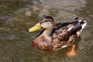 Stockente / Mallard / Anas platyrhynchos..