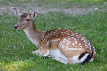 Damhirsch oder Damwild / European fallow deer / Dama dama