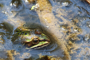 Teichfrosch / Edible frog / Pelophylax esculentus