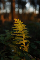 background fern in autumn forest