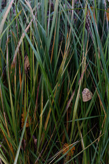 long green grass background