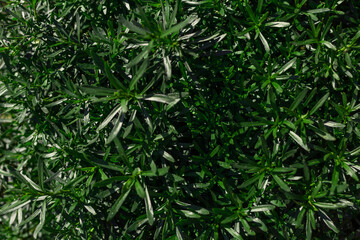 Background of long green leaves of shrub