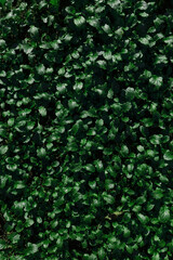 Background glade of small green leaves