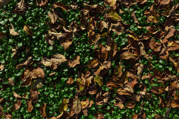 Background autumn yellow leaves lie on a green glade