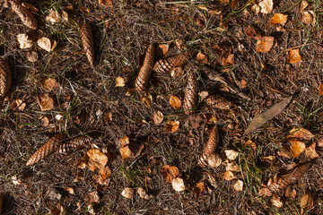 background fir cones and leaves on the ground