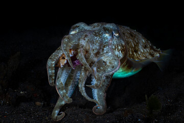 Broadclub Cuttlefish - Sepia latimanus, feeding on a crab. Underwater night life of Tulamben, Bali, Indonesia.