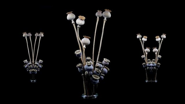 video of some branches with opium poppy buds rotating with 2 groups rotating on each side on a black background