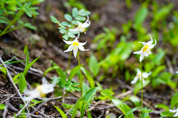 Des fleurs blanches et jaunes en gros plan