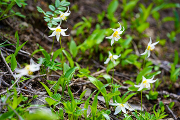 Des fleurs blanches et jaunes en terre