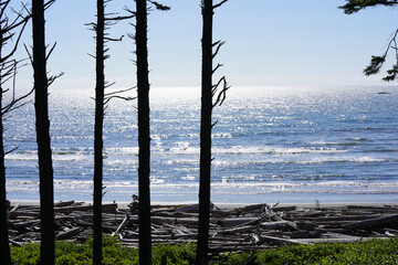 Des vieux arbres devant une mer ensoleillée