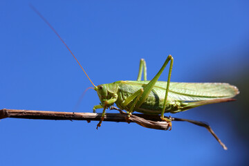 Europäische Wanderheuschrecke / Migratory locust / Locusta migratoria