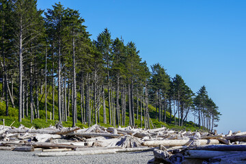 Une forêt au bord d'une plage au soleil