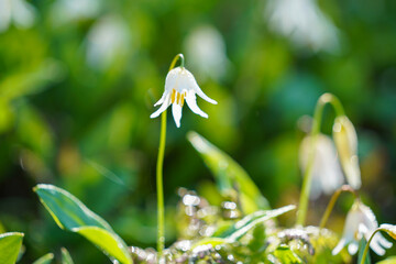 Une fleur blanche au soleil