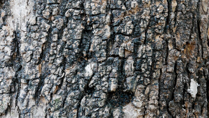Wood texture background. Rough surface of old table with nature pattern. Black rustic wood for backdrop.