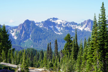 Une forêt et une vue sur les montagnes
