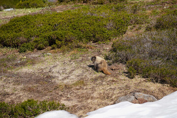 Une marmotte en montagne