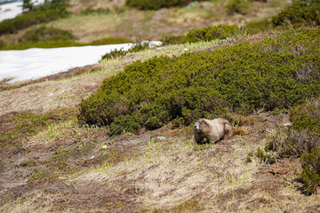 Une marmotte en été sur une montagne