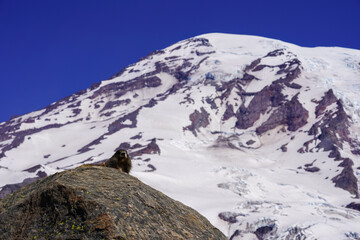 Un marmotte sur une montagne